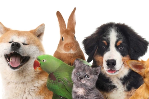 Pets