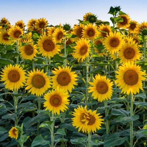 Sunflower Growing Contest