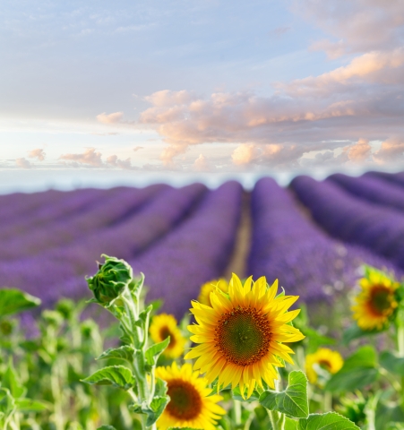 sunflower