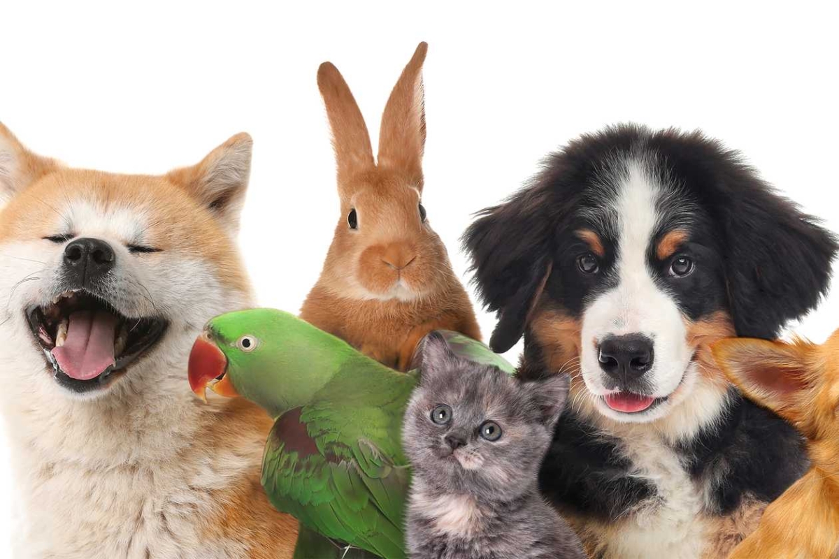 Pets