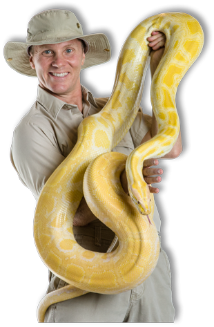 man in khaki shirt, shorts and hat holding a giant yellow snake